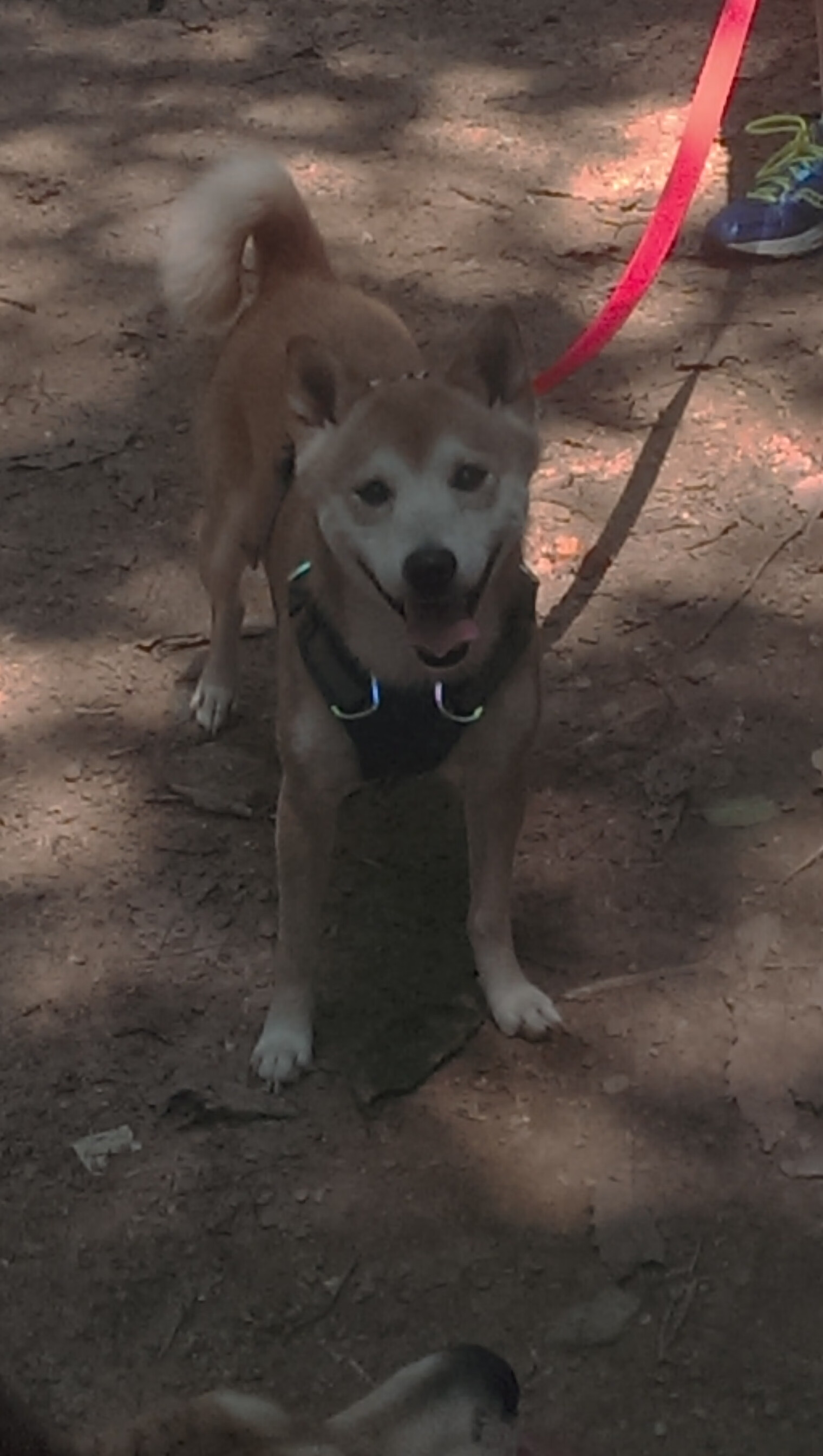 红馆绝杀,拉塞尔孤勇扛旗,阿斯顿马丁银箭未竟之梦