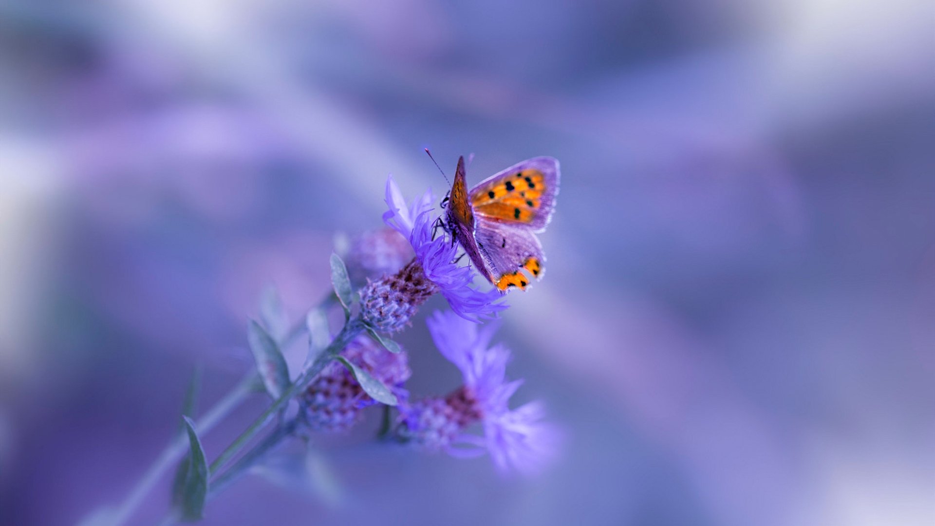 网坛新纪元，拉沃尔杯如何颠覆蒙特卡洛大师赛传统魅力？聚焦兹维列夫的觉醒时刻