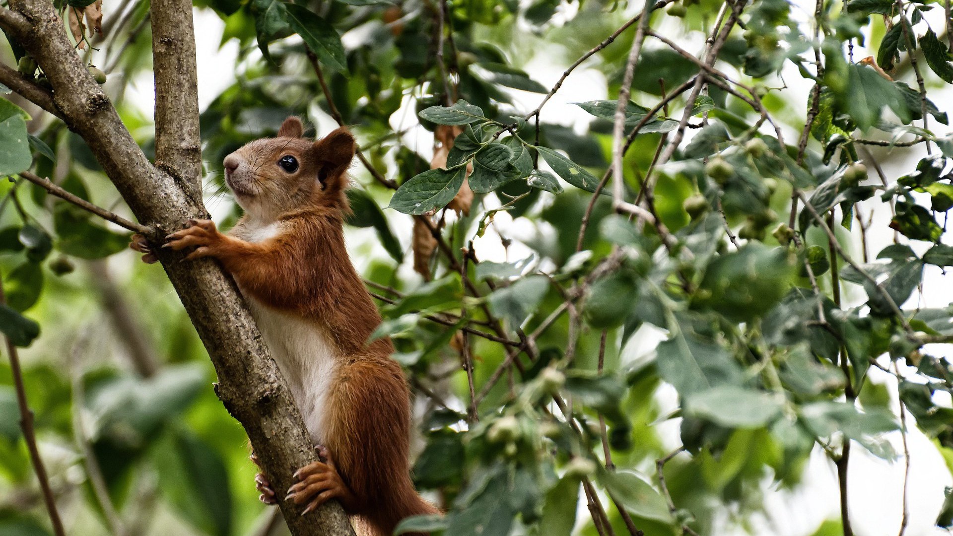 当法拉利碾碎索伯，佩雷兹如何将统治级表演写进F1史册
