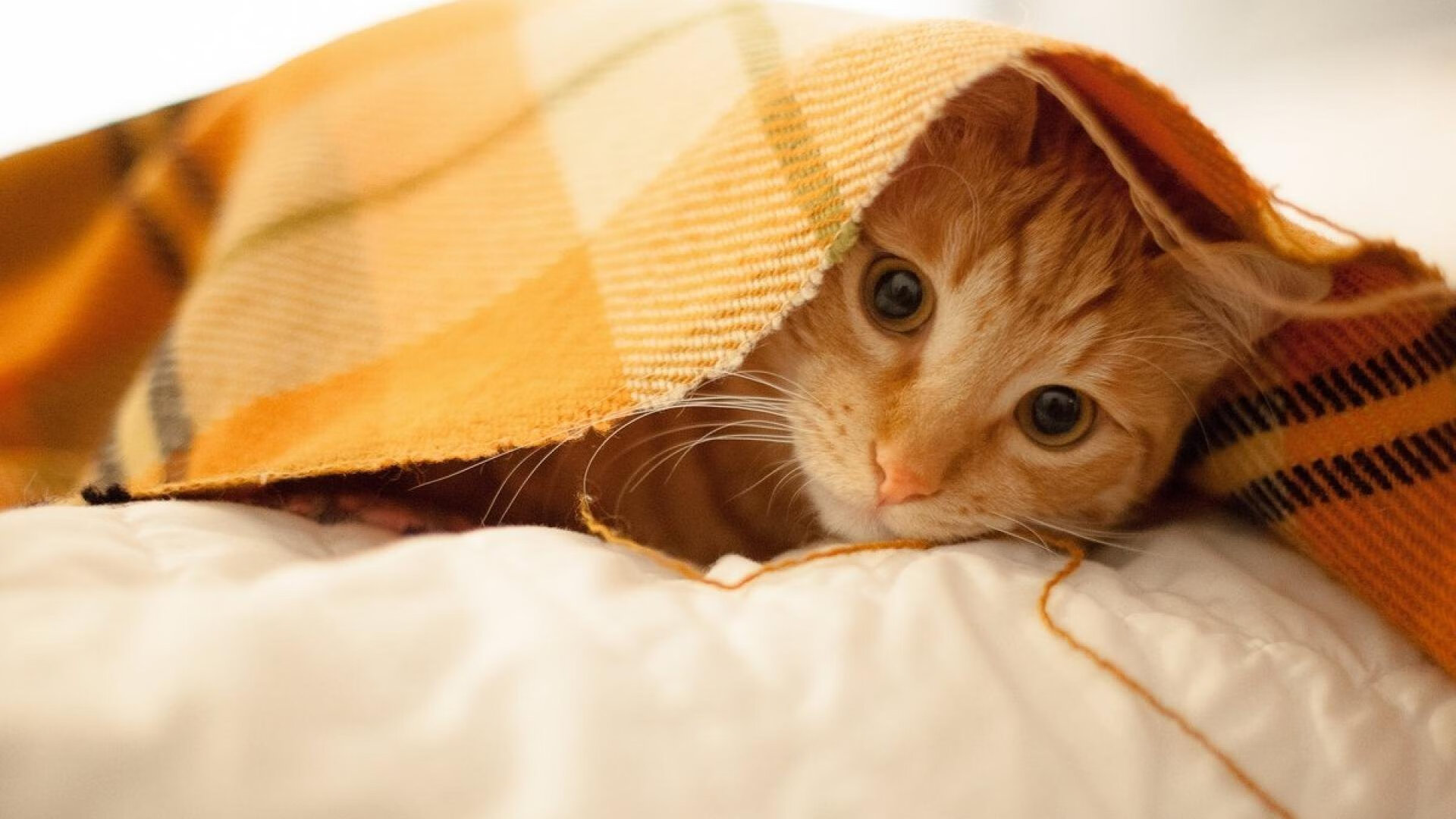 烈焰与寒冰，詹姆斯孤星爆发，凯尔特人铁律锁活塞