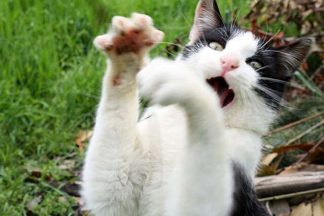 银色闪电，贝林厄姆在F1街道赛之夜的绝对统治