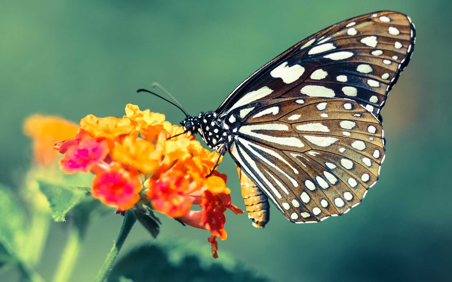 银色闪电，贝林厄姆在F1街道赛之夜的绝对统治
