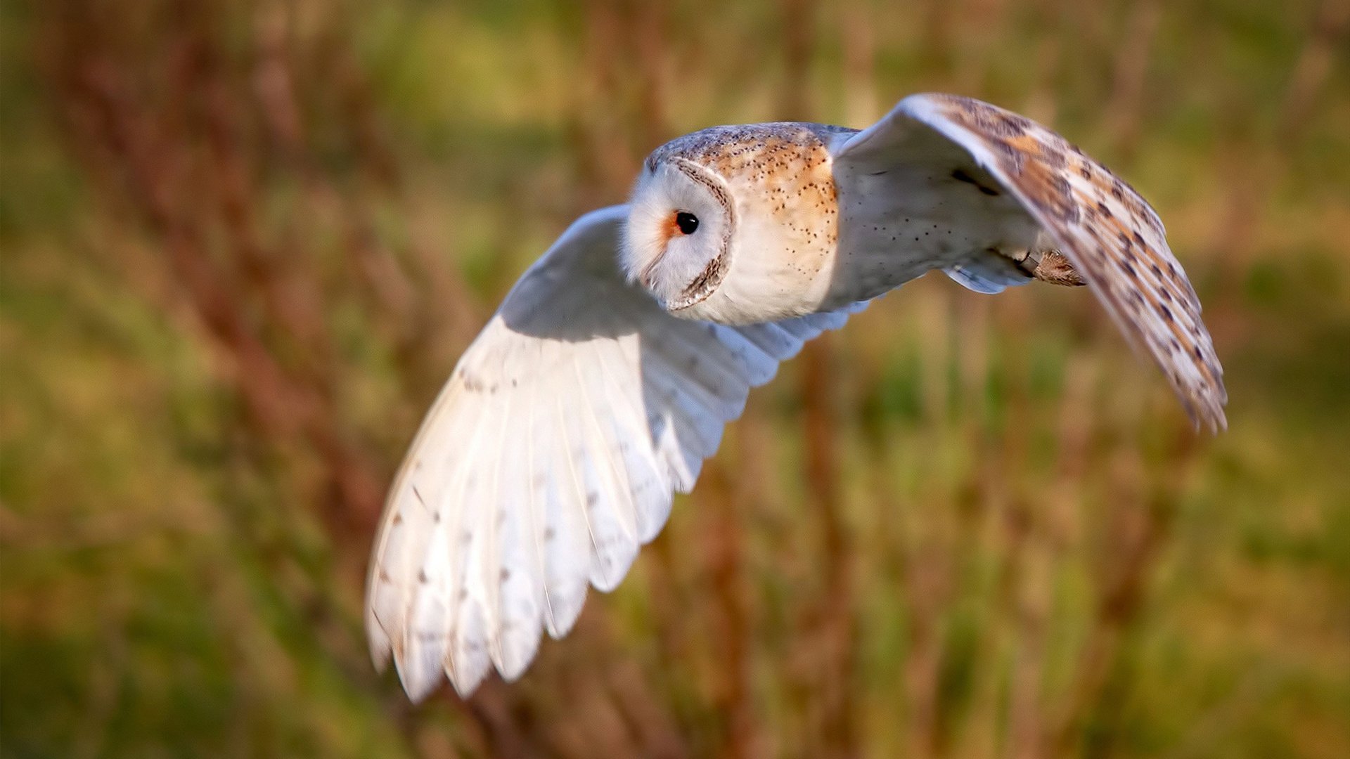 双线告捷,雄鹿强势拿下凯尔特人,锡安欧冠淘汰赛接管比赛