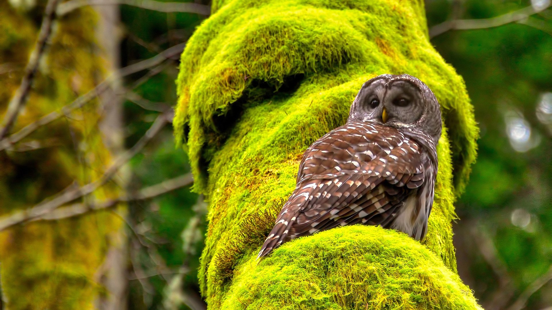 曼城式精密仪器碾过喀麦隆，京多安在2026的棋盘上落下必胜之子