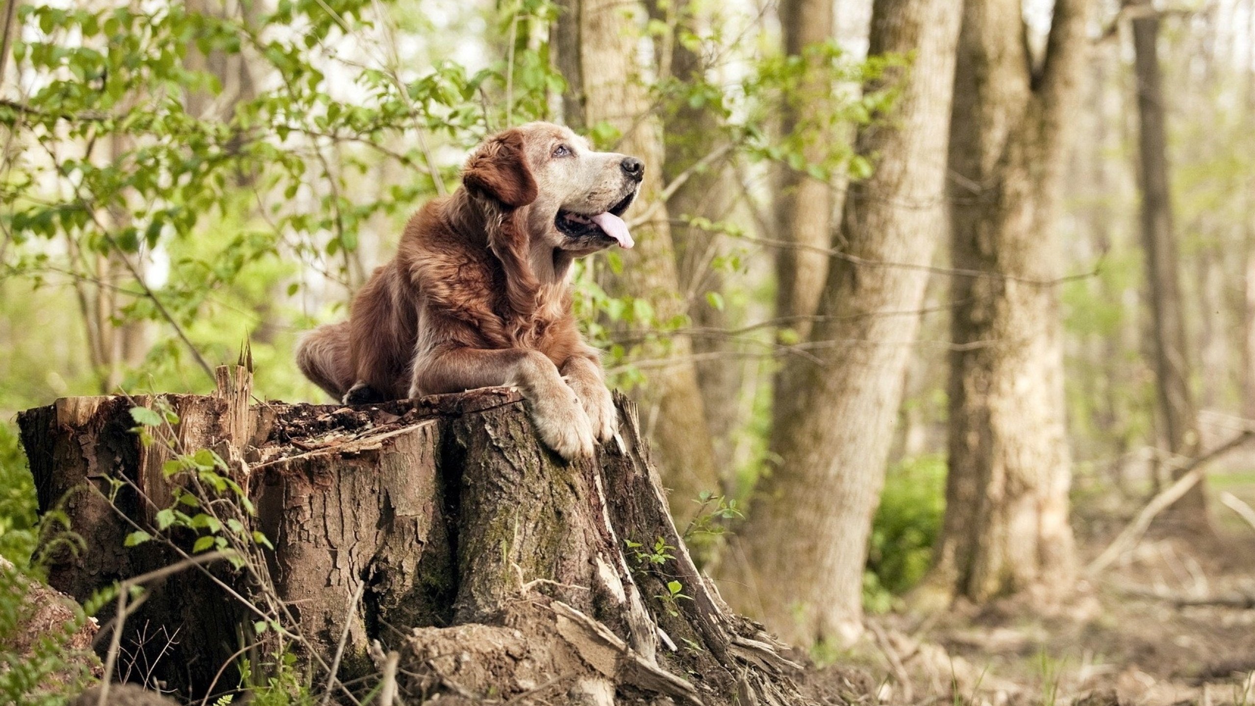英超争冠与篮球江湖的隐喻,当马刺击溃深圳队的双重启示
