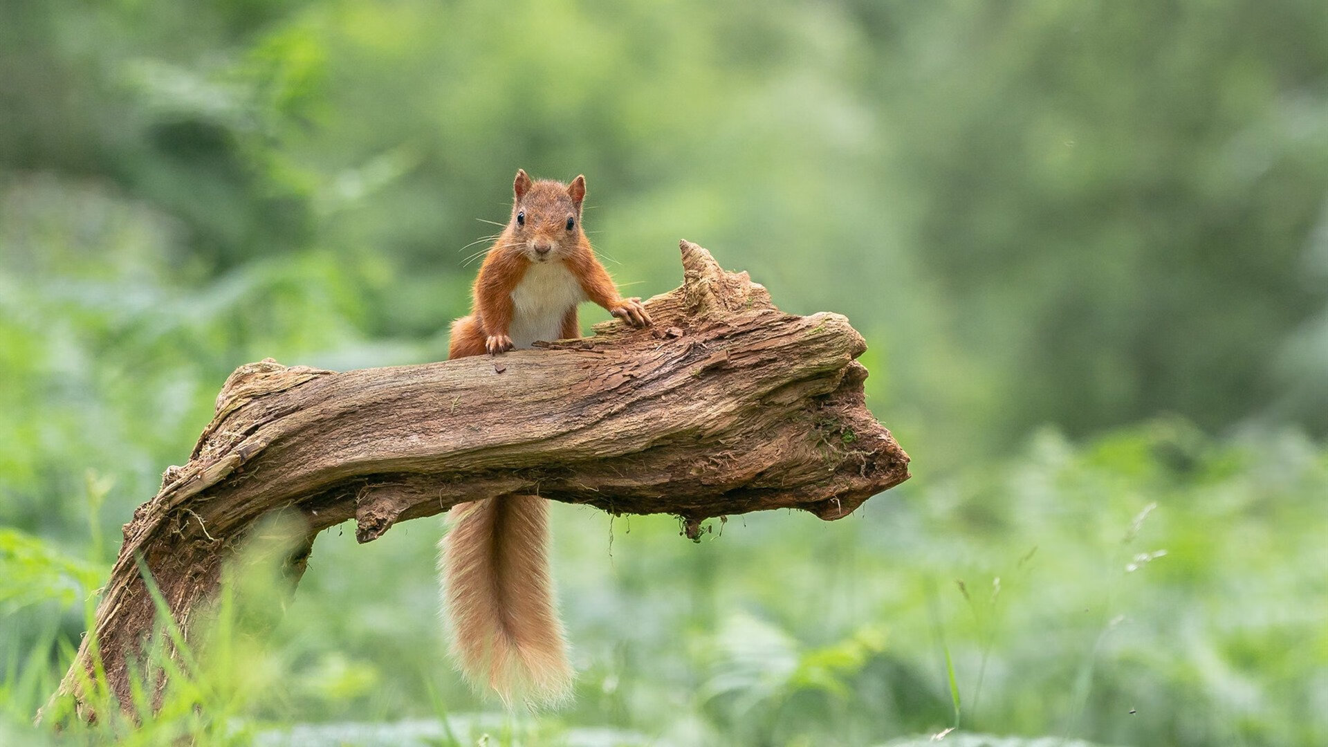 扩展（几个备选）