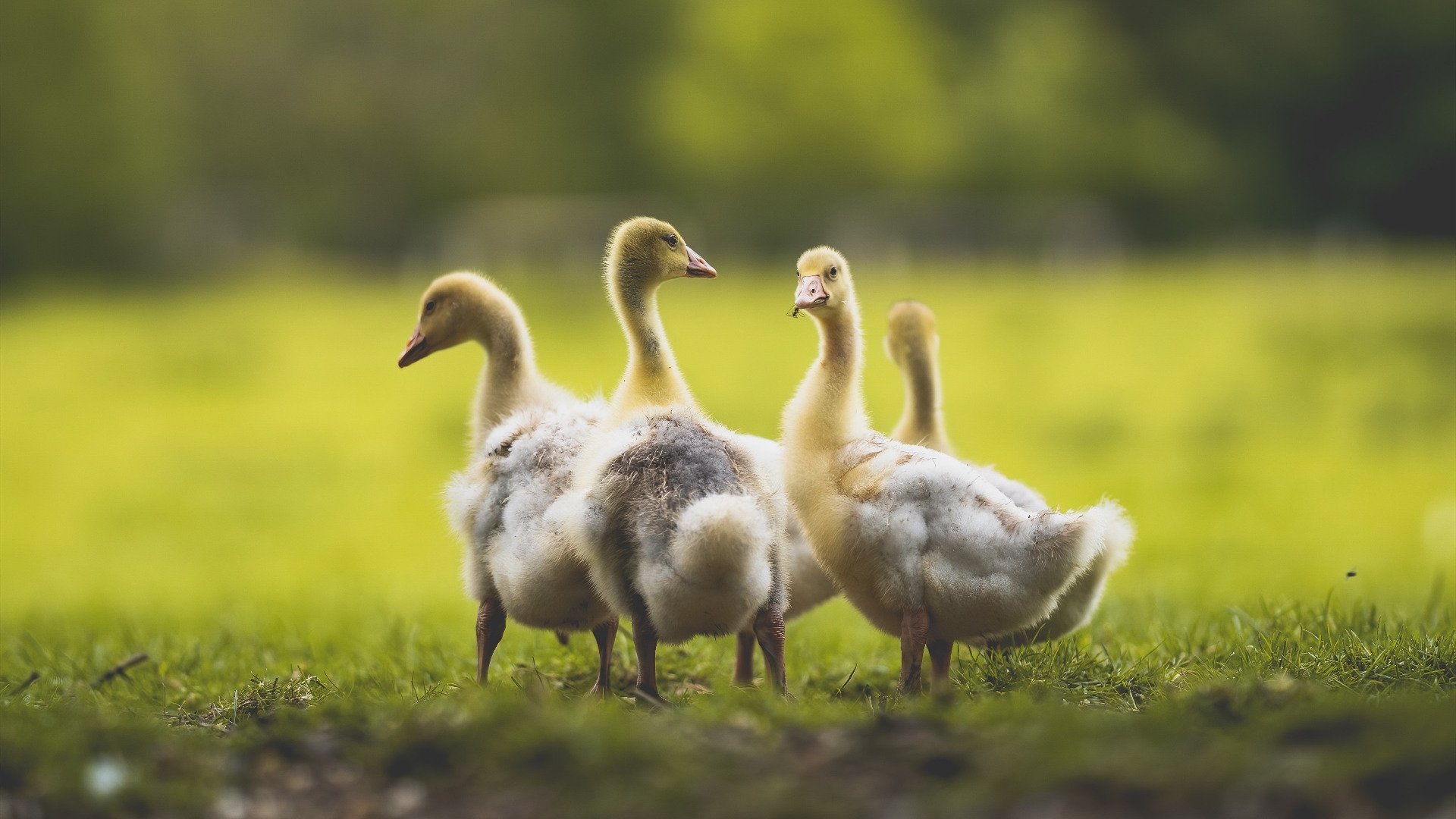 爱游戏tv-一剑封喉！伊萨克补时绝杀德国，贝蒂斯演绎绿茵奇迹